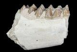 Oligocene Ruminant (Leptomeryx) Jaw Section #70094-2